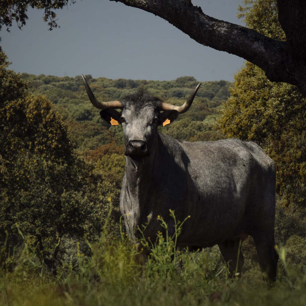 Señorío Charro, tradición y calidad en carne gourmet desde Salamanca